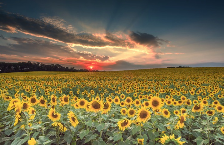 field of sunflowers at sunset