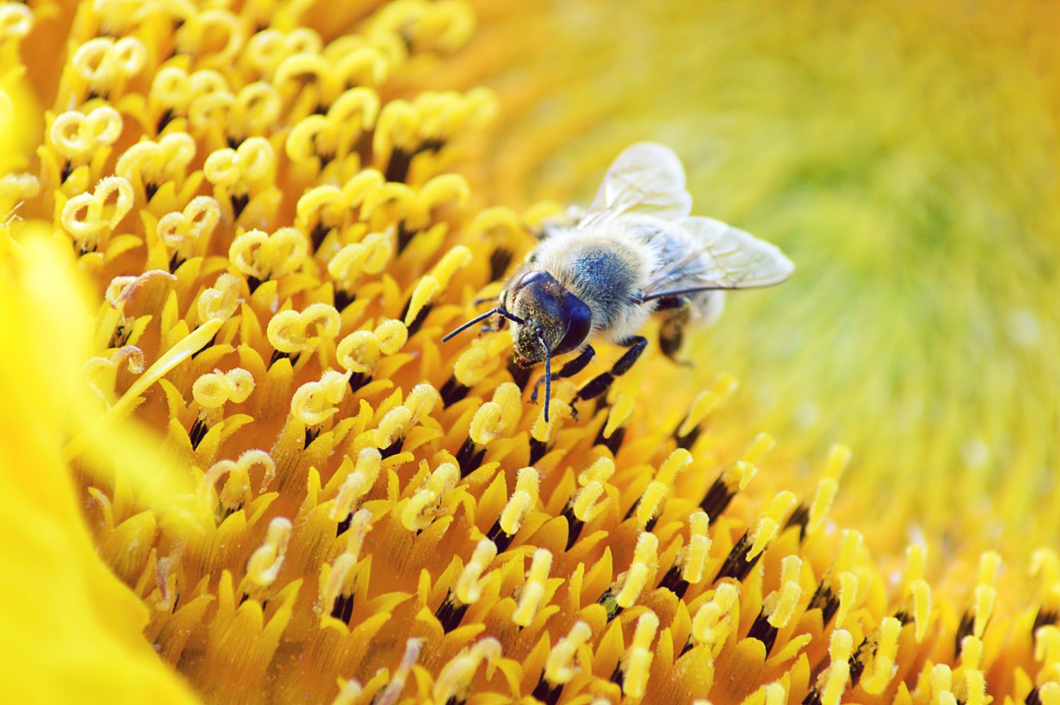 bee with a narrow aperture