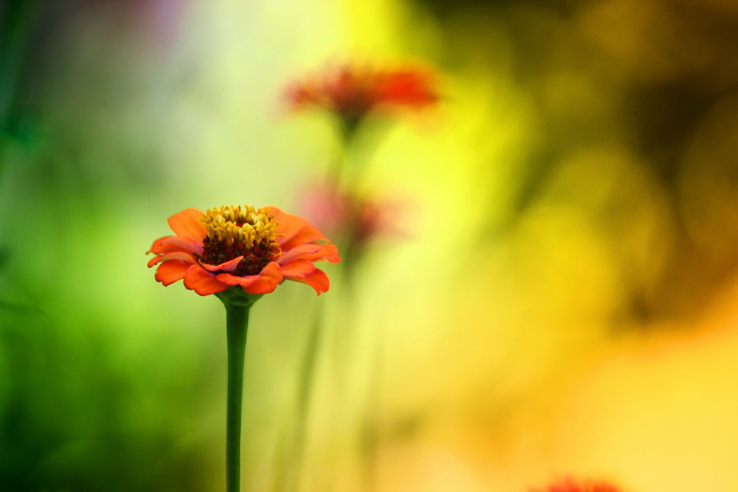 wide aperture close-up flower