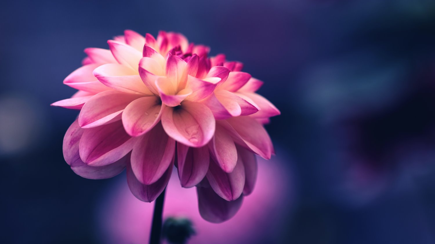 shallow depth of field dahlia