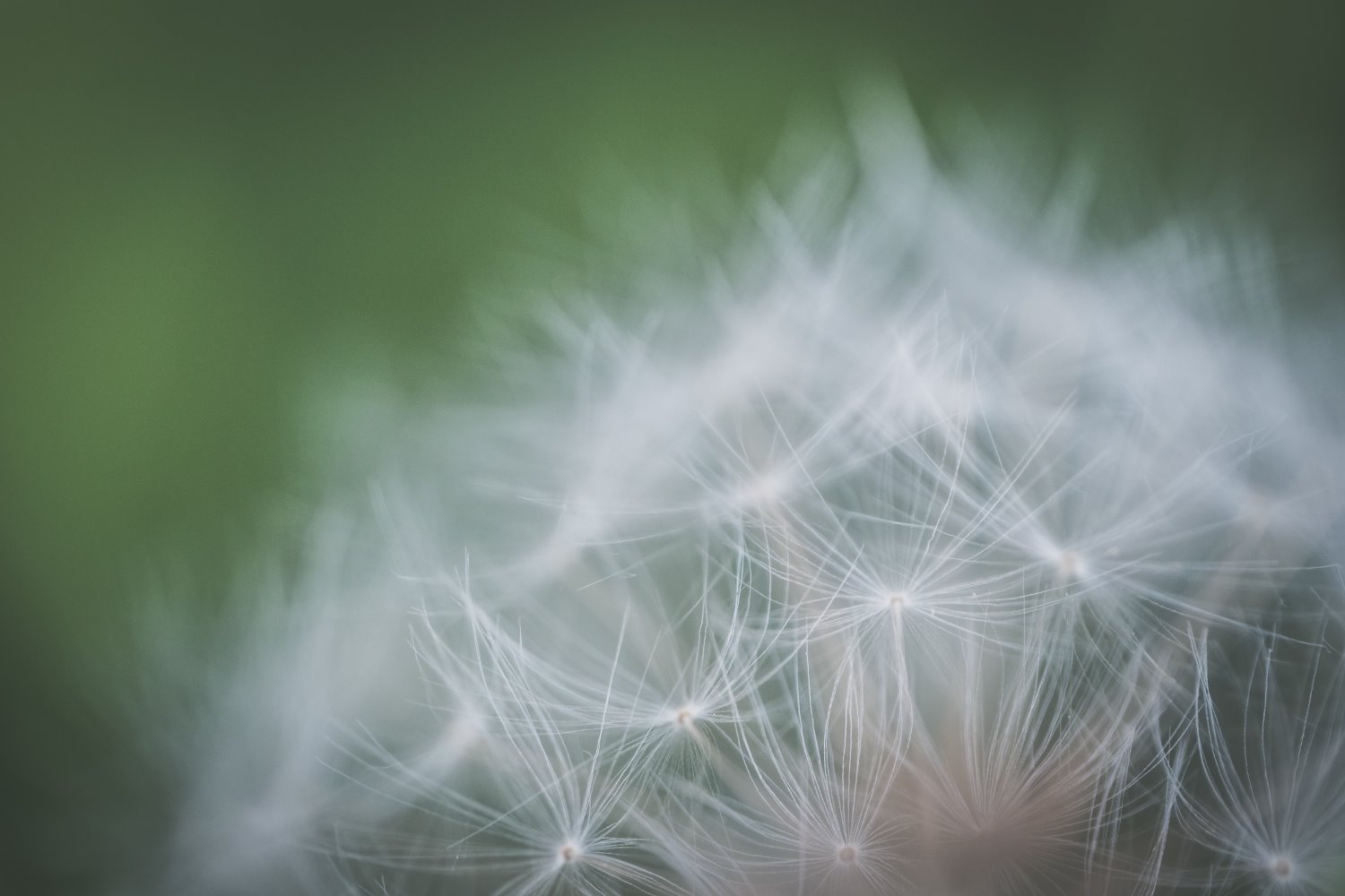 dandelion seed head with a wide aperture