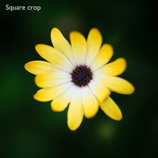Square format photography