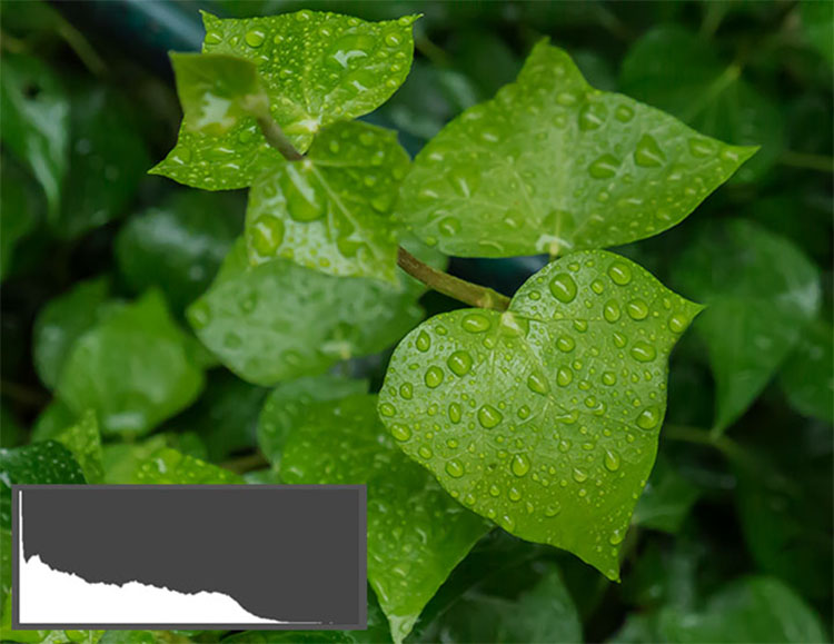 Dark Green Leaves2 - Shedding Light on the Histogram - How to Use it in Post-Production