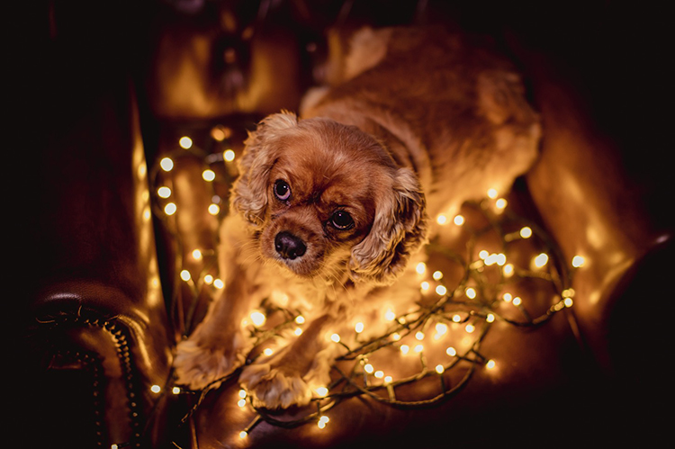 Dog on fairy lights - 10 Amazing Camera Hacks for Dog Photography