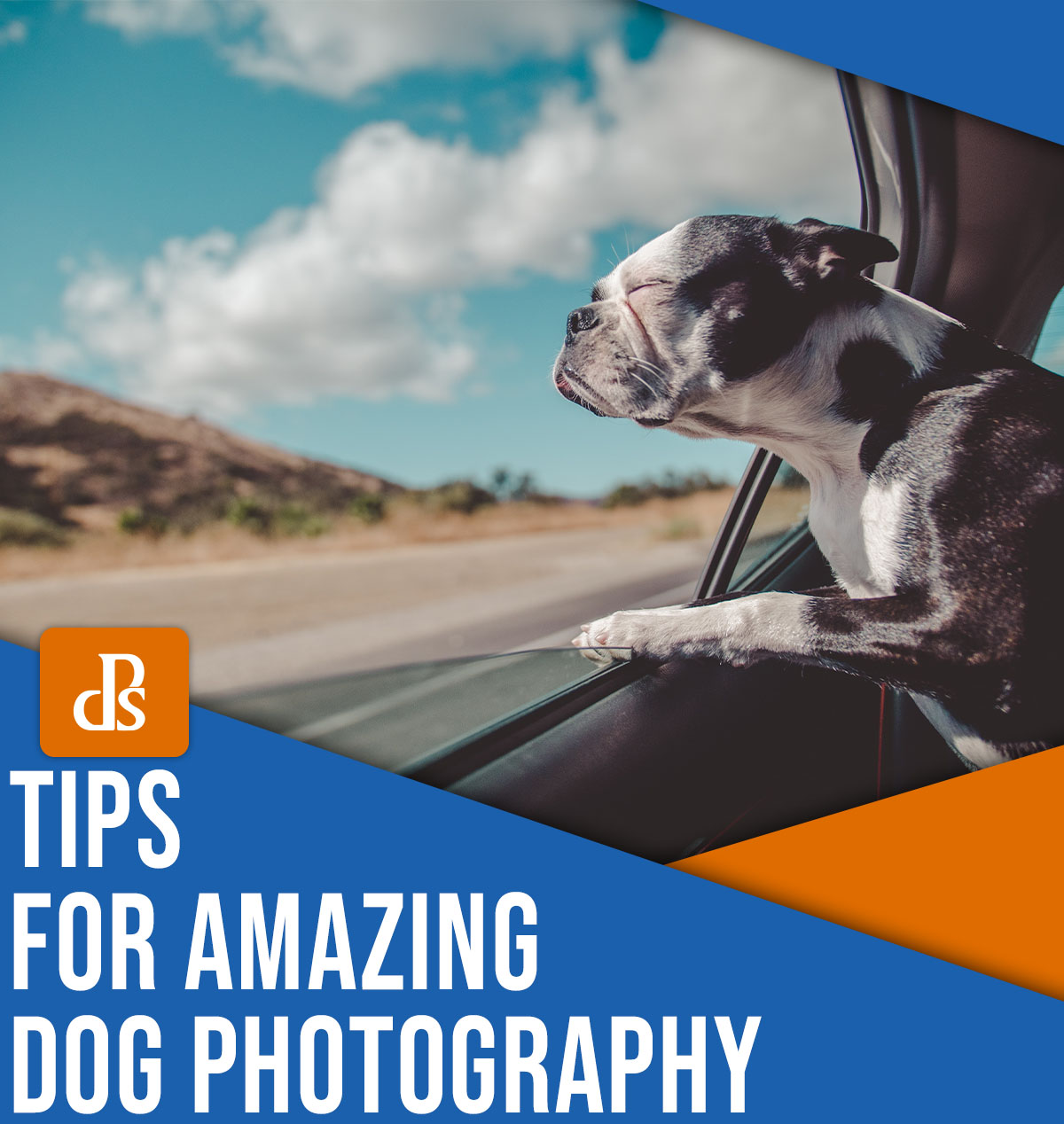 Tips for amazing dog photography