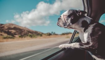 20 Practical Dog Photography Tips (+ Creative Ideas)
