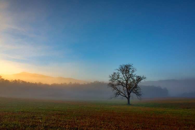 landscape photography filters tree in a hazy field