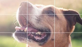 Rule of Thirds in Photography: The Essential Guide