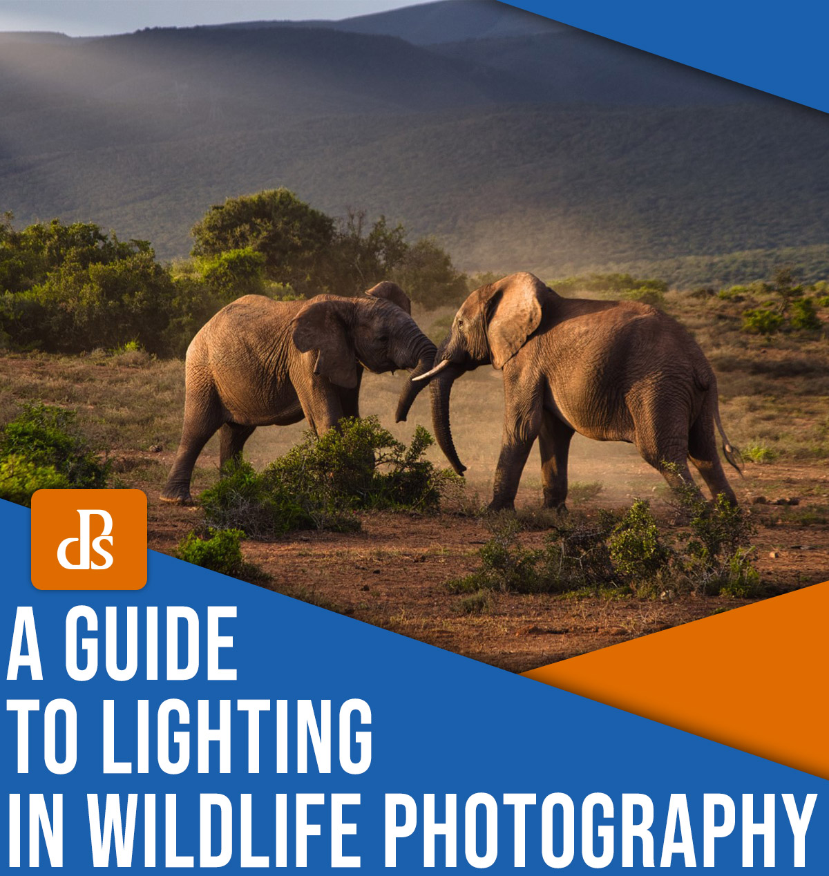 A guide to lighting in wildlife photography