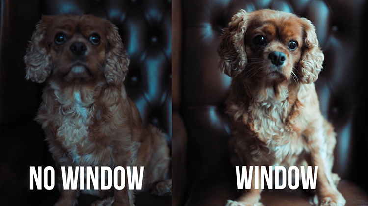 With without window light - 10 Amazing Camera Hacks for Dog Photography